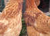 Laying Hens Chickens. Big healthy birds only £8 each