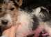 KC REG WIRE FOX TERRIERS
