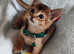 Abyssinian ABY Ruddy color breeds