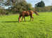 For loan 16hh tb gelding 13yrs old