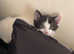 Beautiful Male 9 week old kitten looking for a forever home  :)  DOB 7th March