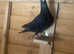 Grizzler pigeons for sale