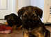 *Only 2 gorgeous boys left now *Beautiful Border Terrier Puppies for Sale
