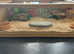 Female spotty leopard gecko