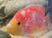 Cuaku Parrot Breeding Female