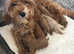 F2 cavapoos forsale