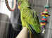 amazon parrot white fronted