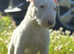 3outstanding Bullterrier males