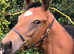 Lovely 2 year old Thoroughbred Filly