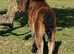 Registered miniature Shetland colt