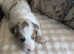 Goldendoodle double doodle pup ready to go