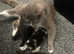 Cute little female kitten