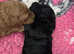 Labradoodle puppies F1bb