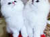 Title Luxury Silver Shaded ns1133 Rare British kittens