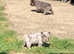 Fluffy French bulldogs