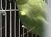 Ringneck with cage