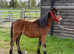 Registered sec a colt