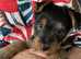 Gorgeous Australian Terrier Pups