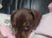 Gorgeous litter of 1 miniature dachshunds choclate and tan girl