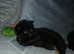 3 girl kittens for sale