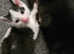 3 kittens Looking for their forever home