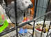 Amazing Talking Stunning African grey parrot