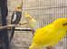 Stunning baby Kakriki parrot
