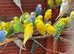 Budgies for new perches, boys and girls