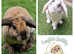 Mini Plush Lop Baby Rabbits
