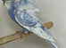 4 young helicopters budgies for sale