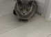 Possibly pregnant British shorthair