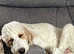 LAST 2 GIRLS  READY NOW Multi genera standard goldendoodles ready from 15 May