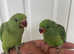Hand reared baby Ringneck talking parrot