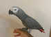HandReared Super Tame Talking African Grey Parrot