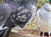 Fancy pigeon