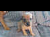 Patterdale terrier puppies