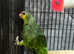 Stunning Baby Orange Wing Amazon Parrot,29