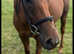Trixie