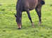 Grade C Appaloosa filly
