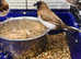 Bengalis finch