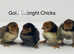 Gold And Silver Sebright Chicks- available