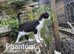 Adorable Rare Lykoi F1 Werewolf Kittens