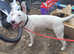 English bull terrier X