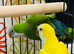 Baby green Quaker talking parrot