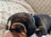 5 Generation KC registered beagle puppies.