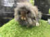 Agouti single mane mini lion lop rabbit - buck (boy) *AVAILABLE*