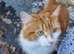 Ginger male maine coon cat available - ready to go!