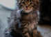 Full breed Mainecoon kittens boys and girls ready on 25th may