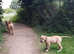 Beautiful female boerboel puppy