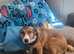 6 months old male collie 150